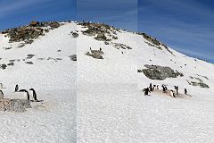 22A Panoramic View Of Gentoo Penguins On Cuverville Island On Quark Expeditions Antarctica Cruise